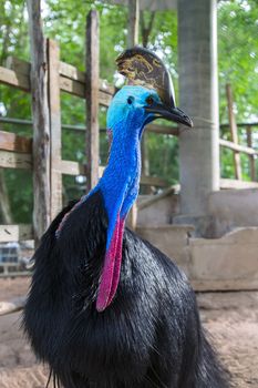 Southern Cassowary (Casuarius casuarius) also known as double-wattled cassowary, Australian cassowary or two-wattled cassowary.