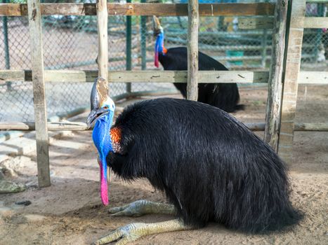 Southern Cassowary (Casuarius casuarius) also known as double-wattled cassowary, Australian cassowary or two-wattled cassowary.