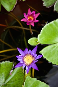 Purple lotus or waterlily has pink one beside in pot.