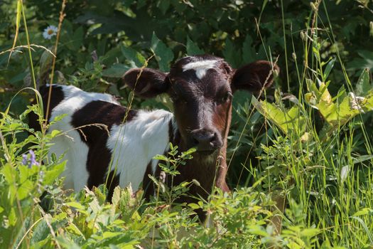 Calf stands in high green grass