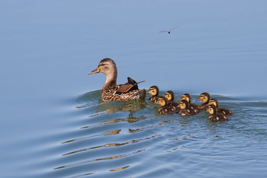 Duck with ducklings floating on the water