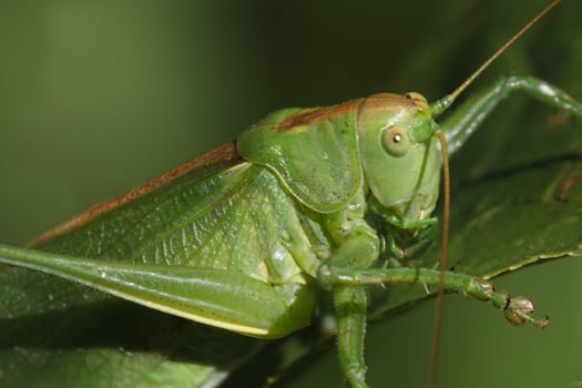 Green grasshopper closeup sitting in the grass