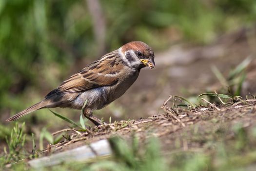 unlike well expressed sexual dimorphism at a house sparrow males and females tree sparrow from each other don't differ.