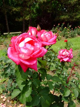 Acapella Rose , Rosaceae Family, Rosa Genre, Iasi, Romania, Thea Hybrida ,Tantau-Math, 1994