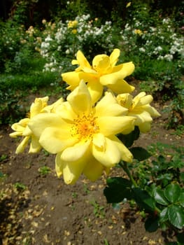 Allgold Rose Flower in Botanical Garden Iasi Romania, Rosaceae Family