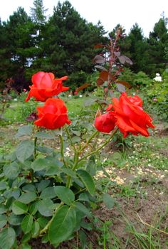 ASJA Rose , Rosaceae Family, Rosa Genre, Iasi, Romania,Botanical Garden
