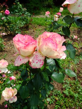 Baronne Edmond de Rothschild Rose , Rosaceae Family, Rosa Genre, Iasi, Romania, Thea Hybrida 