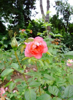 Brocade Rose , Rosaceae Family, Rosa Genre, Iasi, Romania, Thea Hybrida, Combe - Hemeray Aubert, 1960