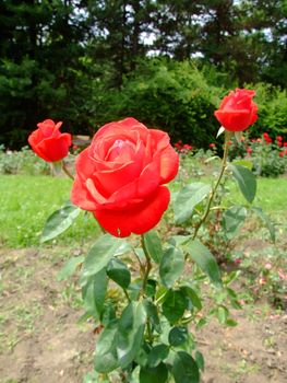 Comet Rose , Rosaceae Family, Rosa Genre, Iasi, Romania, Thea Hybrida 