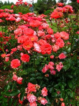 Coralin Rose , Rosaceae Family, Rosa Genre, Iasi, Romania, Miniatural ,Dot, 1955