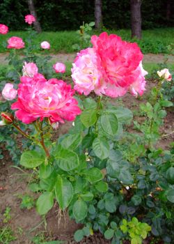 Deesse Rose , Rosaceae Family, Rosa Genre, Iasi, Romania, Gaujard, Thea hybrida, 1957