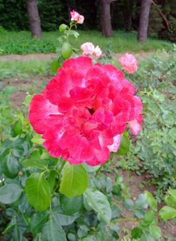 Deesse Rose , Rosaceae Family, Rosa Genre, Iasi, Romania, Gaujard, Thea hybrida, 1957