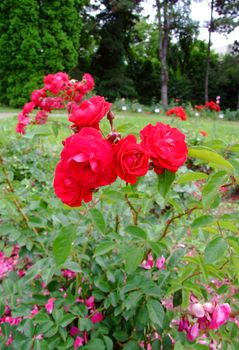 Dickson's Flame Rose , Rosaceae Family, Rosa Genre, Iasi, Romania, Floribunda ,Disckson, 1958