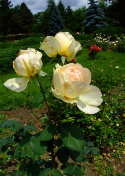 Dutch Gold Roses , Rosaceae Family, Rosa Genre, Iasi, Romania, Thea Hybrida