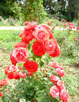 Embrasement Rose , Rosaceae Family, Rosa Genre, Iasi, Romania, Floribunda ,Delbard Chabert, 1956