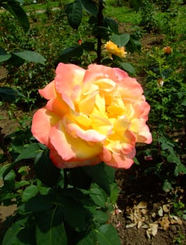 Emeraude d'Or Roses , Rosaceae Family, Rosa Genre, Iasi, Romania, Thea hybrida