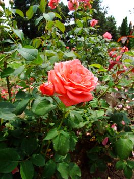 FEE Rose , Rosaceae Family, Rosa Genre, Iasi, Romania, Floribunda,Kordes, 1963 