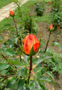 Folk Roses , Folclor,  Rosaceae Family, Rosa Genre, Iasi, Romania, Thea, Hybrida