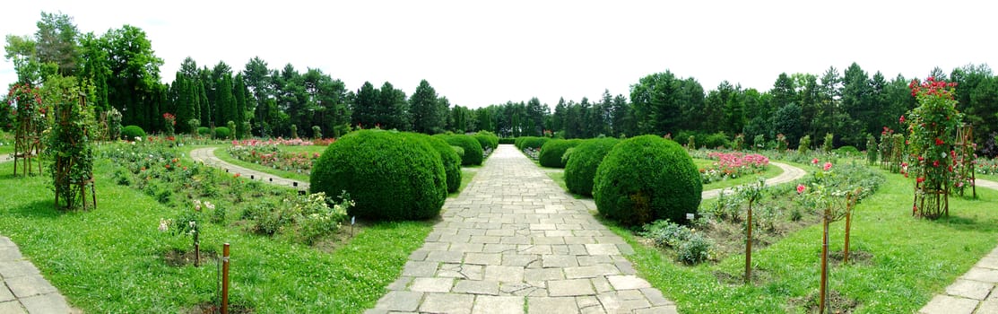 Botanical Garden Iasi Romania, Rose Alley in the summer