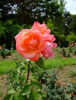 Grand Prix Rose , Rosaceae Family, Rosa Genre, Iasi, Romania, Thea Hybrida ,Delbard - Chabert, 1968