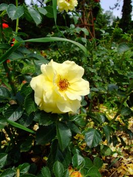 Honigmond Rose , Rosaceae Family, Rosa Genre, Iasi, Romania, Floribunda ,Kordes Dickson, 1960