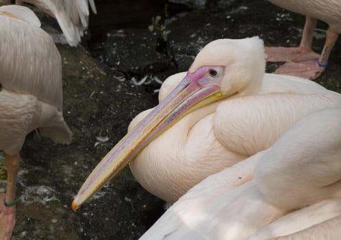 pink pelican bird closeup in the water
