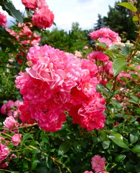 Lovely Fairy Roses , Rosaceae Family, Rosa Genre, Iasi, Romania, Polyantha,Verus Spek 1990