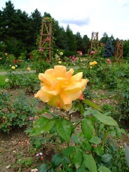 Masquerade Rose , Rosaceae Family, Rosa Genre, Iasi, Romania, Floribunda ,Boemer, 1949