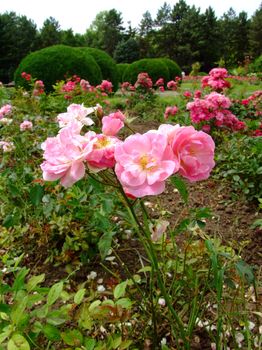 Mevrouw Nathalie Nypels Rose , Rosaceae Family, Rosa Genre, Iasi, Romania, Polyantha,Leenders 1919