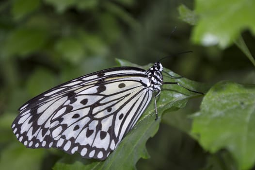 rice paper butterfly on green plant