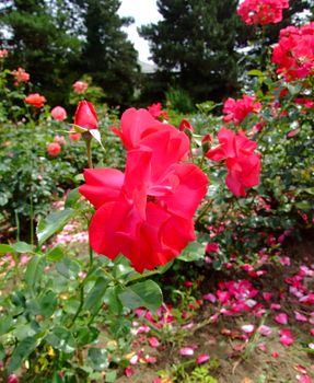 Moulin Rouge Rose , Rosaceae Family, Rosa Genre, Iasi, Romania, Floribunda ,Meiland, 1952 