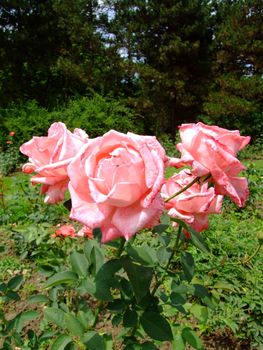 Parade Roses , Rosaceae Family, Rosa Genre, Iasi, Romania, Thea Hybrida ,Boerner, 1953