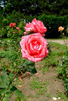 Plaisir de France Rose , Rosaceae Family, Rosa Genre, Iasi, Romania, Thea Hybrida Gaujard
