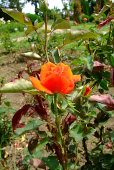 Prominent Roses,  Rosaceae Family, Rosa Genre, Iasi, Romania, Grandiflora