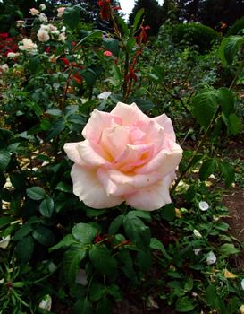 Remy Martin Rose , Rosaceae Family, Rosa Genre, Iasi, Romania, Orandiflora ,Royon Rene, 1995