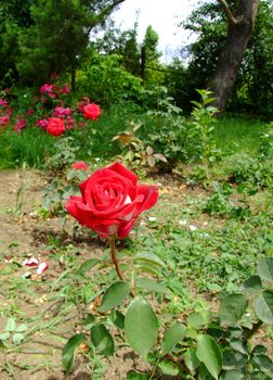 Roulette Rose , Rosaceae Family, Rosa Genre, Iasi, Romania, Thea Hybrida
