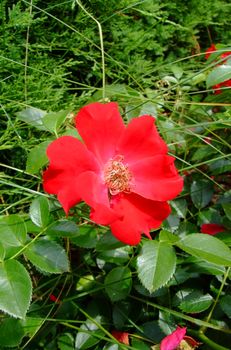 Royal Bassino Roses , Rosaceae Family, Rosa Genre, Iasi, Romania, Floribunda, Kordes 1990