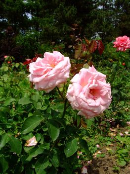 Royale Perfection Roses , Rosaceae Family, Rosa Genre, Iasi, Romania, Delbard-Chabert,1964