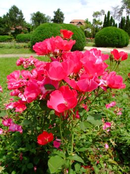 Tanglow Rose , Rosaceae Family, Rosa Genre, Iasi, Romania, Polyantha