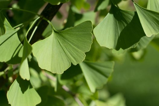 Ginkgo Biloba