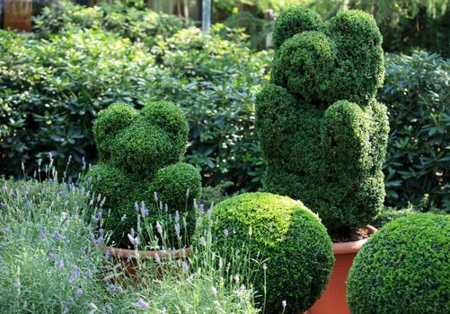 topiary in the Regular lavender garden 