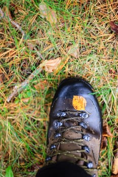 Yellow autumn leaf on a wet trekking boot