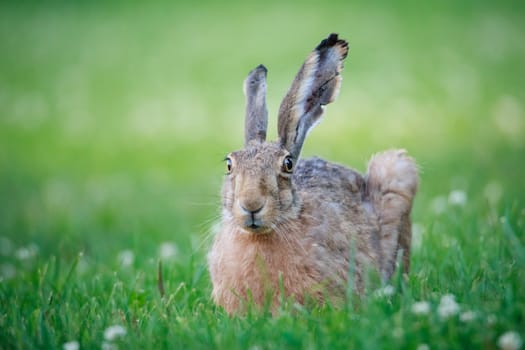 Rabbit lying down on a grass and watching around