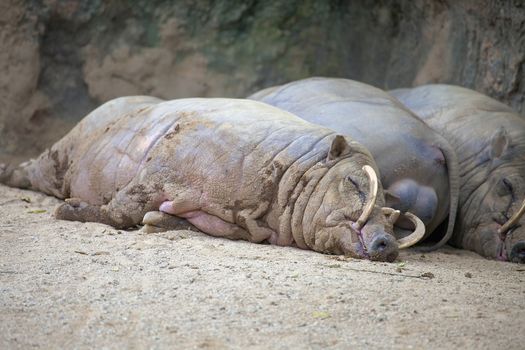 Babirusa Deer Pigs Wild Boar From indonesia Sleeping Taking an Afternoon Nap