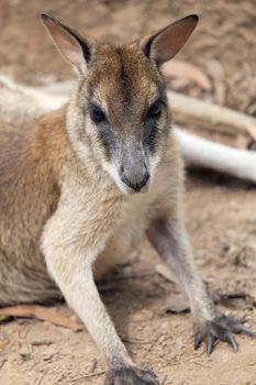 Kangaroo Front Facing Closeup Portrait