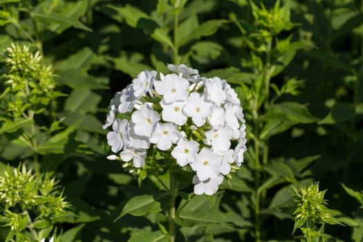 White phlox on a bed in a sunny summer day in the garden