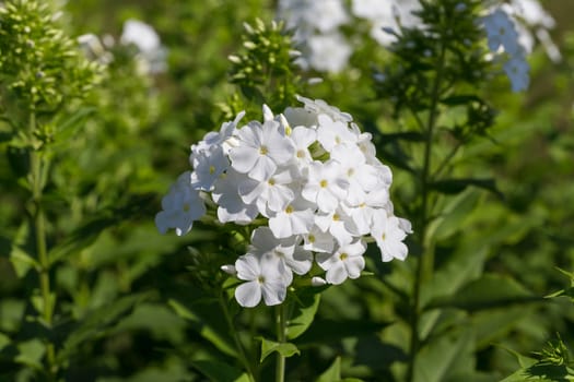 White phlox on a bed in a sunny summer day in the garden