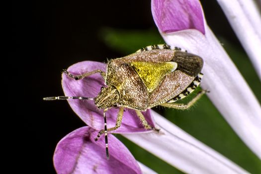 Hairy Shieldbug on a petal