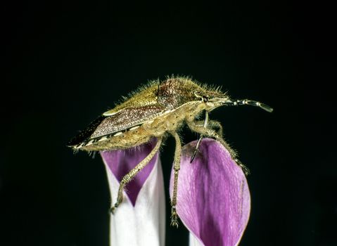 Sloe Bug on petals