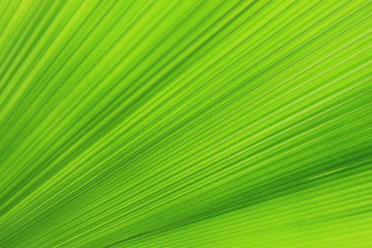 Texture of Green palm Leaf